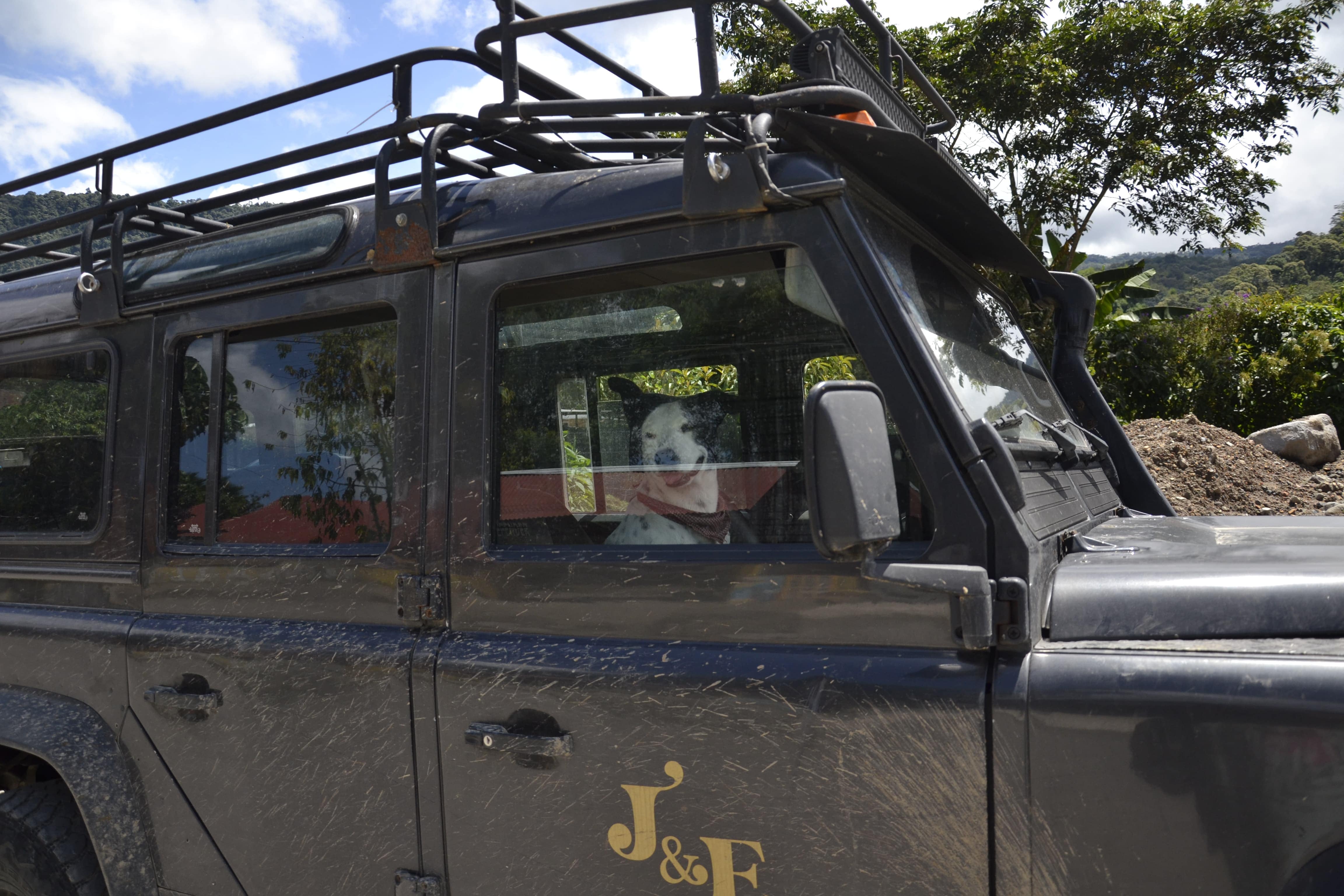 Imagen de dos perritos en una jeep